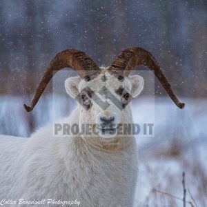Alaskan Dall Sheep Colter