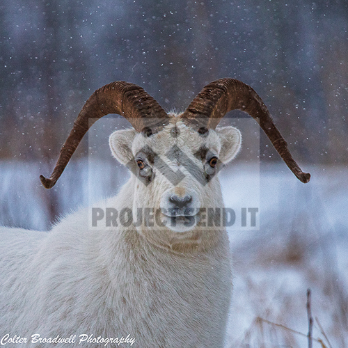 Alaskan Dall Sheep Colter