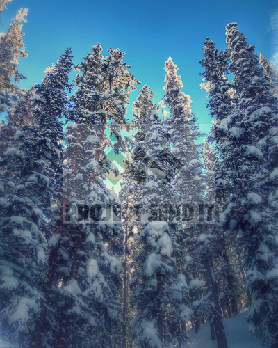 Blue Bird Powder Day Ed Wasserman