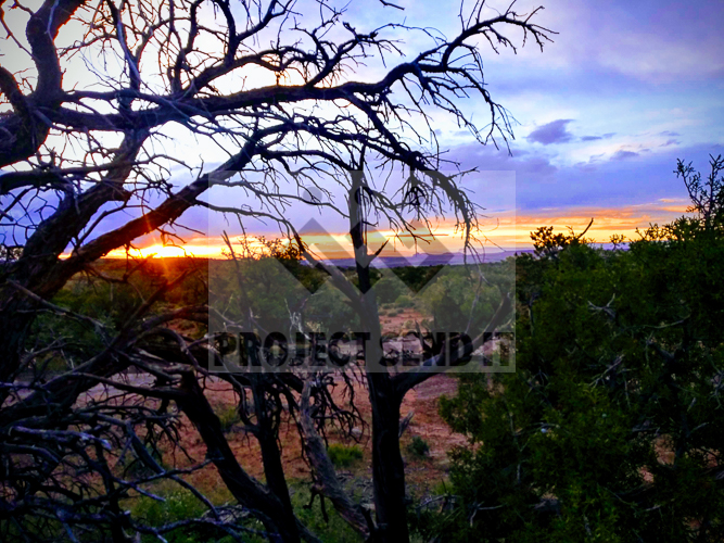 molly Desert Camping Purple Light
